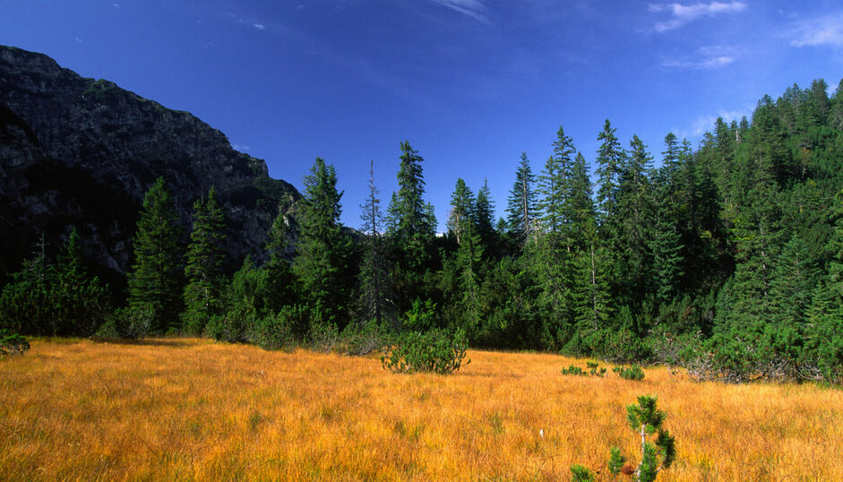 Die Moore im Naturpark Karwendel sind getaucht in wunderschöne Herbstfarben.