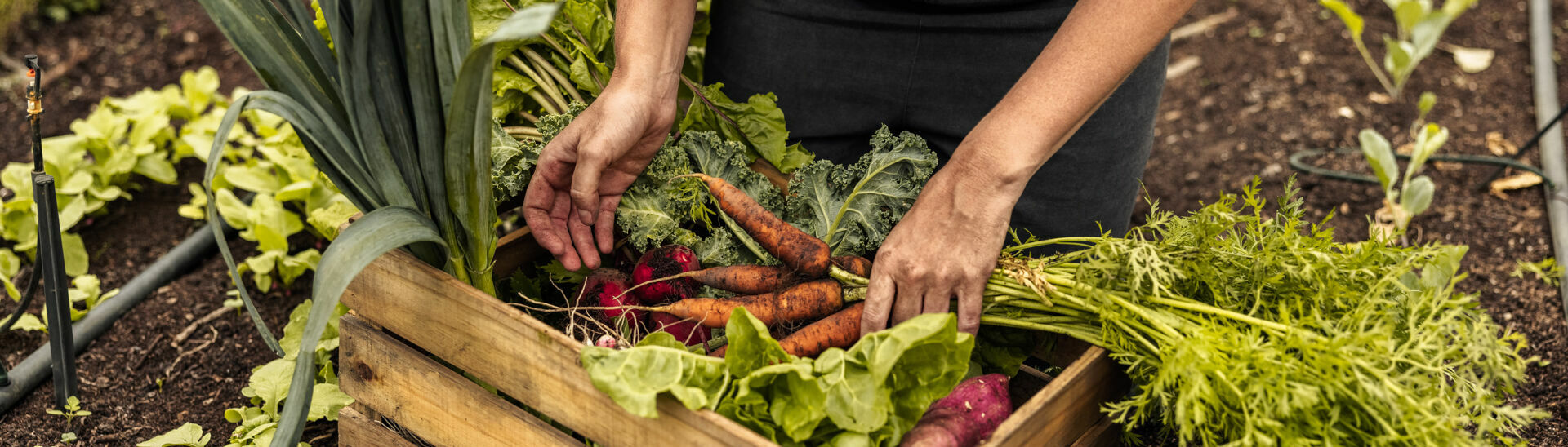 Regionale Lebensmittel aus dem Hofgarten