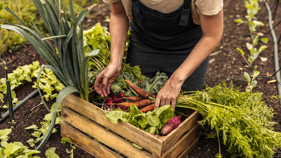 Regionale Lebensmittel aus dem Hofgarten