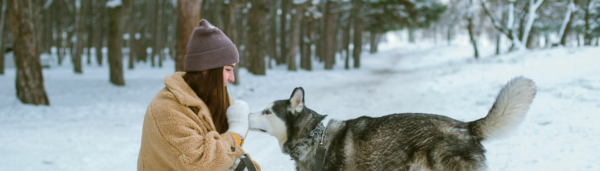 Winterspaziergang mit Hund am Achensee Die Winterlandschaft am Achensee genießen und einen Spaziergang mit dem Hund machen.