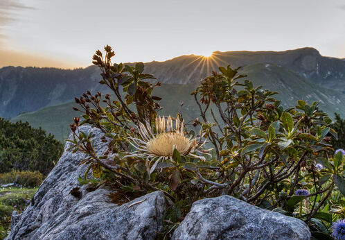 Die Morgensonne lässt die Landschaft des Karwendelgebirges wunderschön erstrahlen. Die Silberdistel im Zentrum des Bildes genießt bereits die ersten warmen Strahlen.