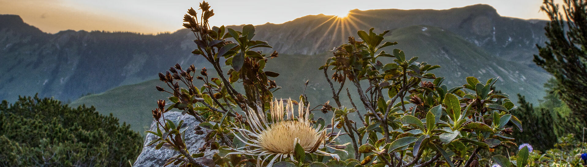 Die Morgensonne lässt die Landschaft des Karwendelgebirges wunderschön erstrahlen. Die Silberdistel im Zentrum des Bildes genießt bereits die ersten warmen Strahlen.