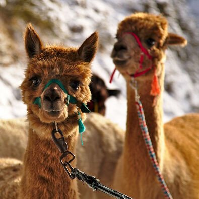 Erwandert den Winter am Achensee mit Alpakas. Sie haben Kulleraugen, die neugierig unter strubbeligem, samtweichem Fell hervorblitzen.
