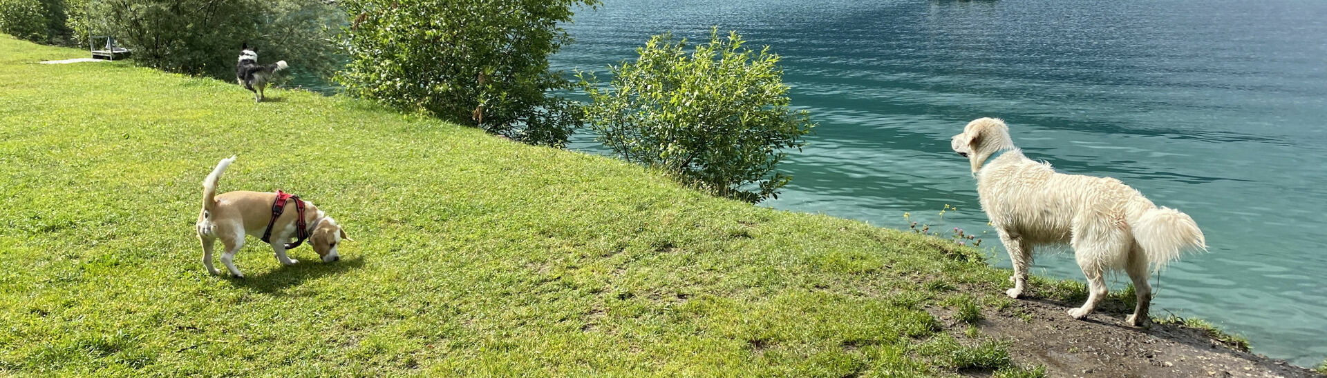 Hunde genießen die Wiese und den Seezugang am Hundestrand in Pertisau am Achensee.