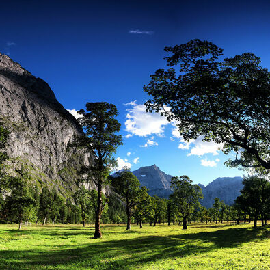 Beautiful view of the maple trees of the Ahornboden backdropped by the mountains.