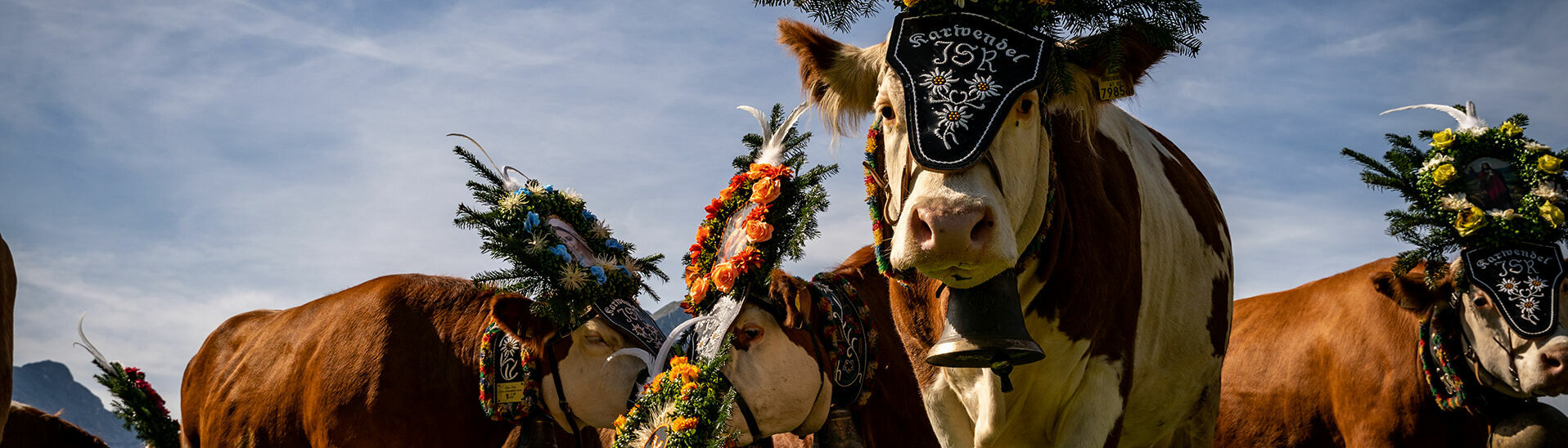 Beim Abtrieb von der Sommerfrische auf der Gramai Alm grasen die Kühe während einer kurzen Pause in Pertisau am Achensee.