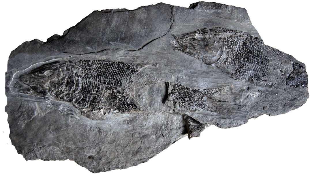 Die im Ölstein vorkommenden Wirkstoffe stammen von vorzeitlichen Meerestieren und Pflanzen.