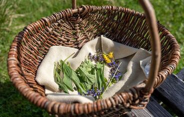 Sommerkräuterwanderung