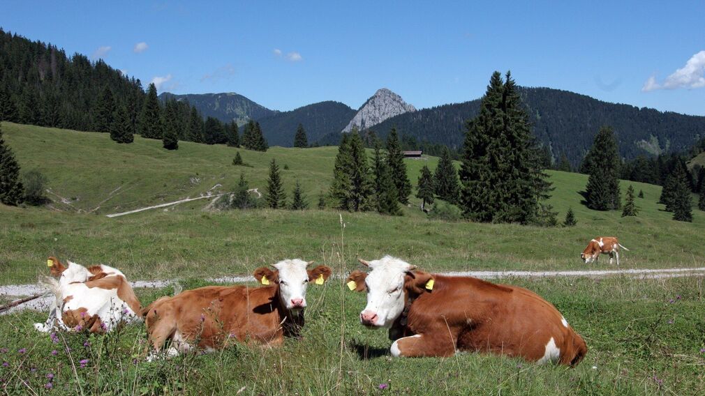 Blick auf Achenkirch in Richtung Achensee