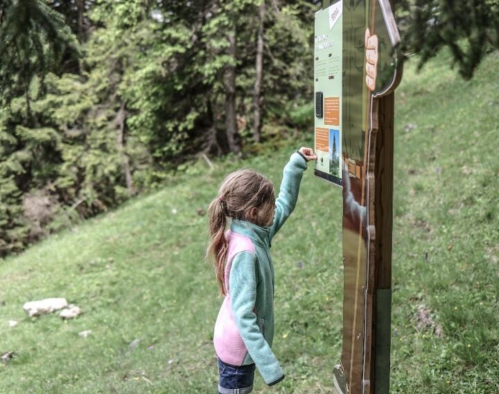 alpine animals circular walk on the mountain Zwölferkopf in Pertisau