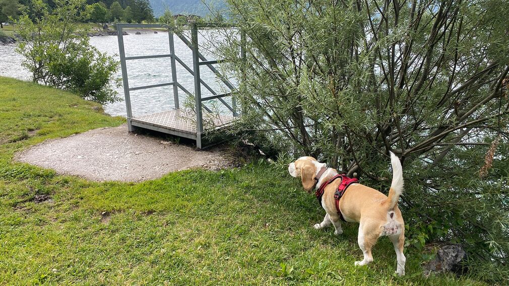 Ausblick am Hundebadestrand