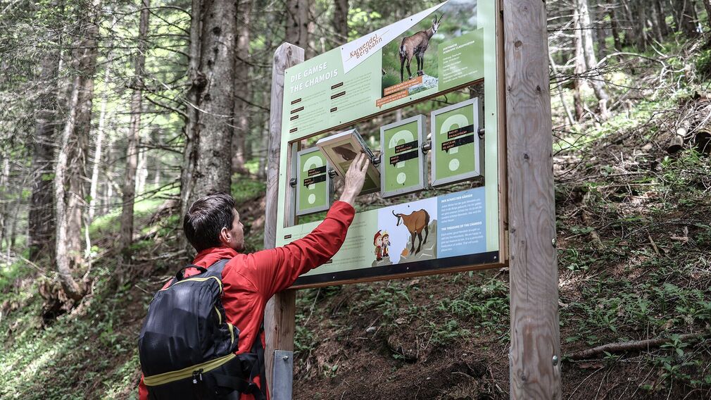 alpine animals circular walk on the mountain Zwölferkopf in Pertisau