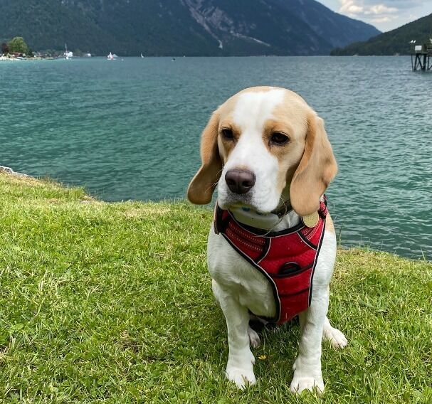 Ausblick am Hundebadestrand