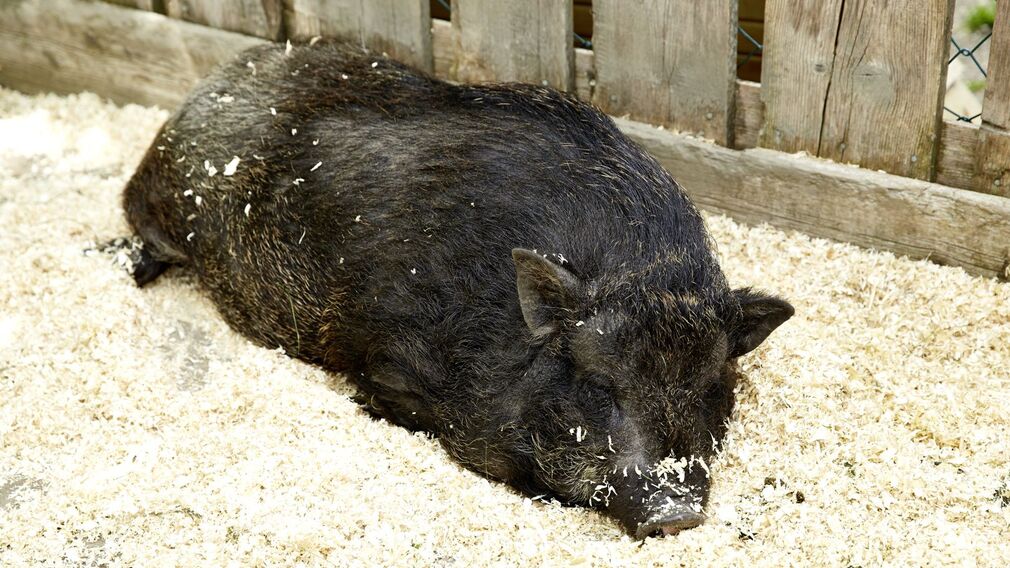 Karrusell auf der Gramai Alm