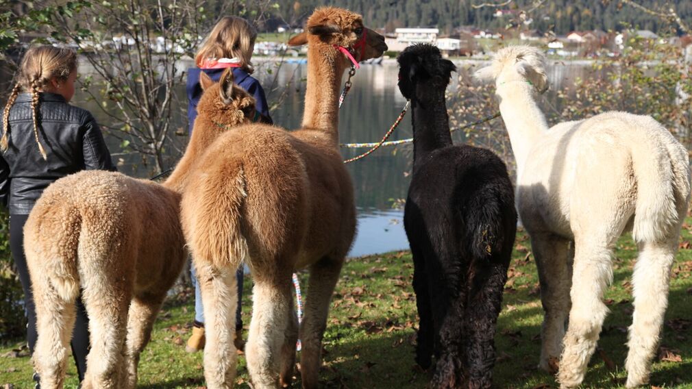Achensee Alpaka Bauernhof in Achenkirch