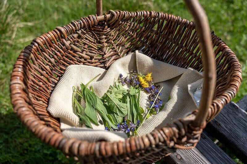 Sommerkräuterwanderung