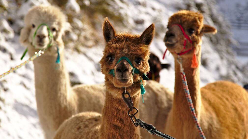 Achensee Alpaka Bauernhof in Achenkirch