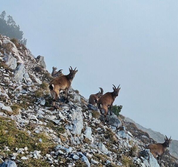 Gipfelkreuz auf der Seekarspitze
