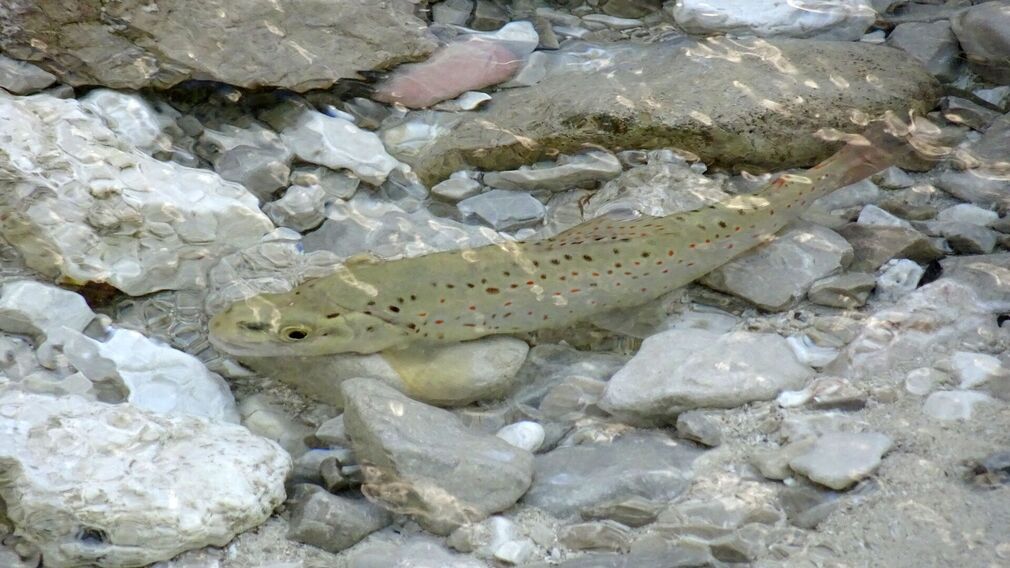 Logo Fliegenfischen mit Herz