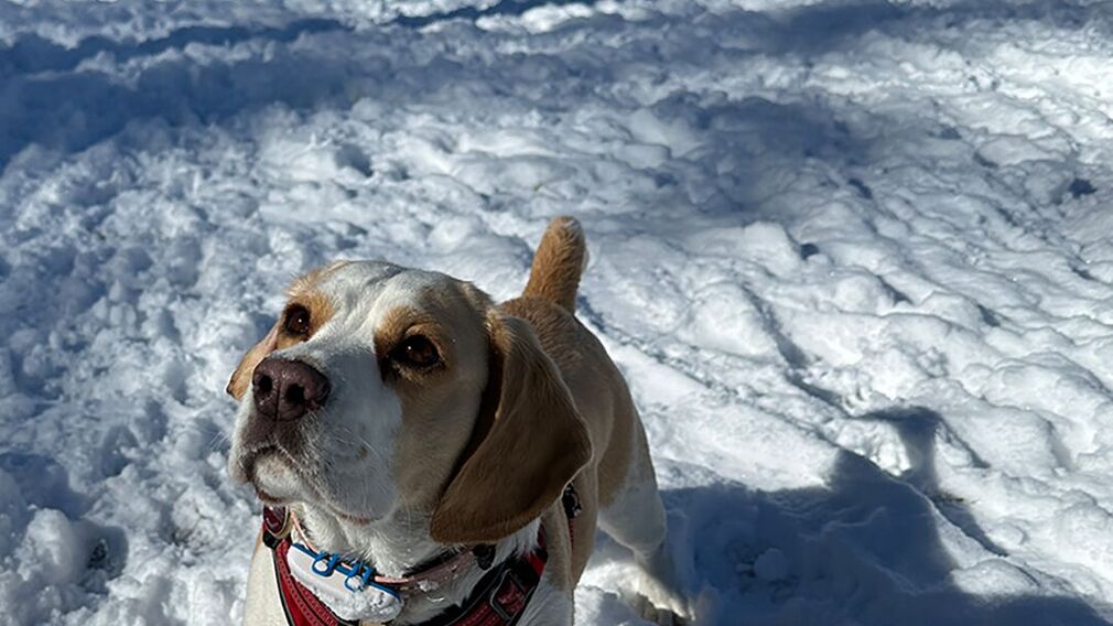 Ausblick am Hundebadestrand