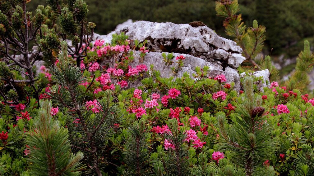 A couple visits the educational nature trail Rofan and gets educated on how to explore responsibly.