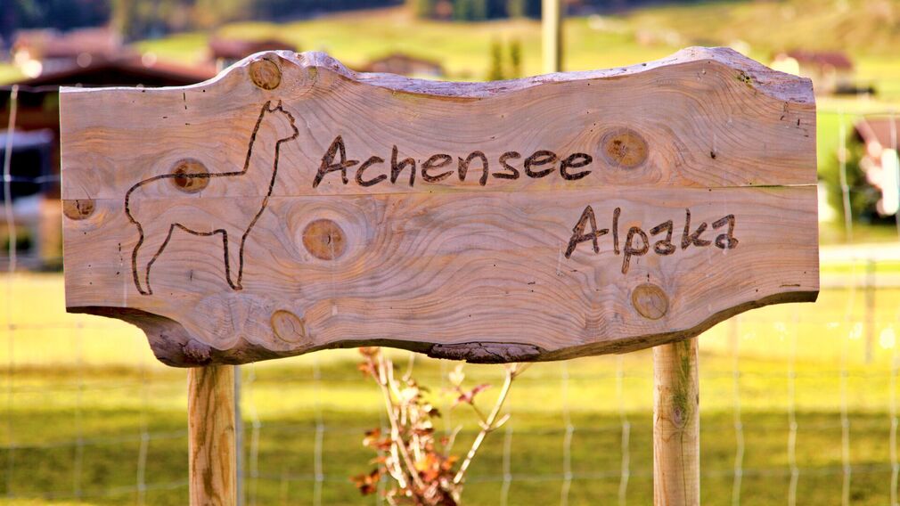 Achensee Alpaka Bauernhof in Achenkirch