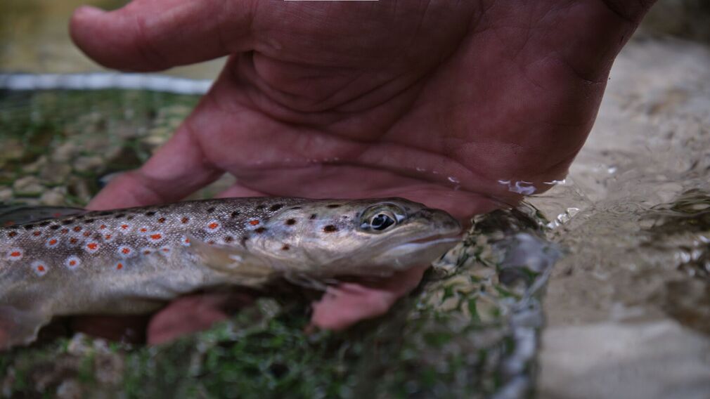 Logo Fliegenfischen mit Herz