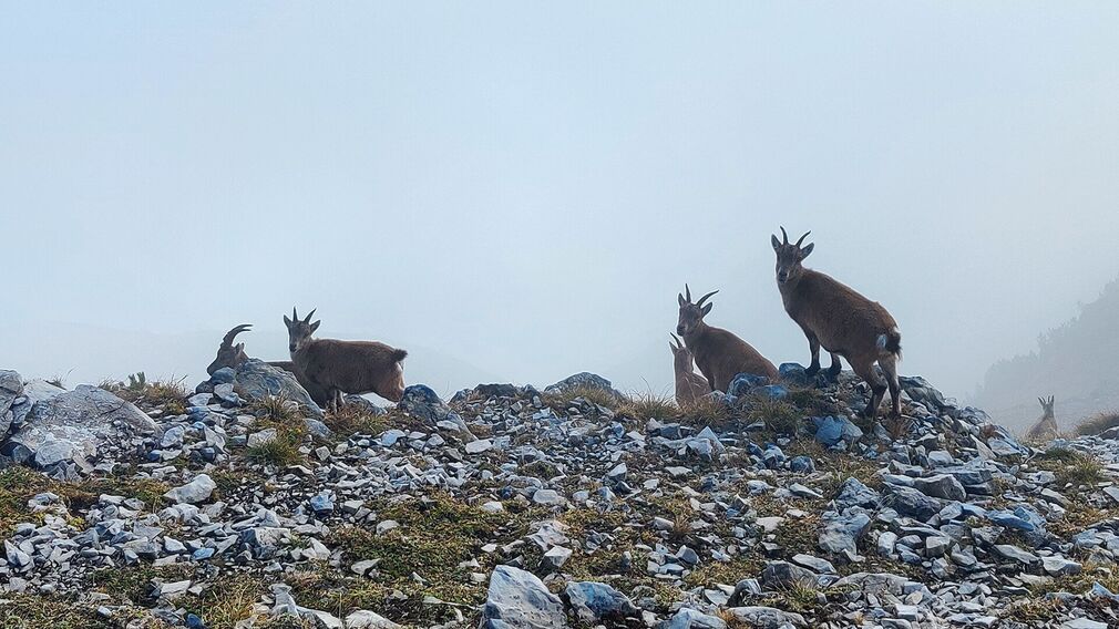 Gipfelkreuz auf der Seekarspitze
