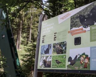 Alpine animals circular walk - short