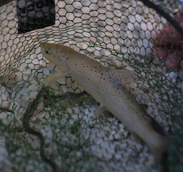 Logo Fliegenfischen mit Herz