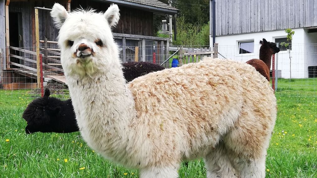 Achensee Alpaka Bauernhof in Achenkirch