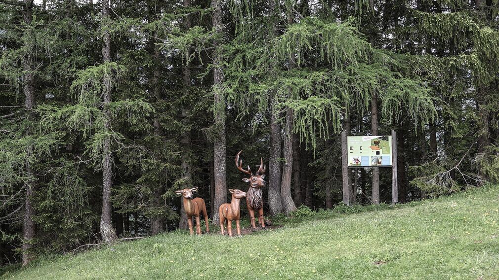 alpine animals circular walk on the mountain Zwölferkopf in Pertisau