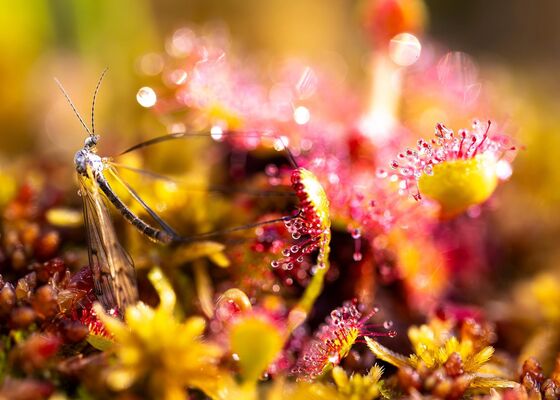 Fotoausstellung Mo(o)re-Or-Less