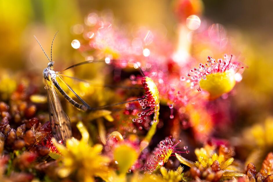 Fotoausstellung Mo(o)re-Or-Less