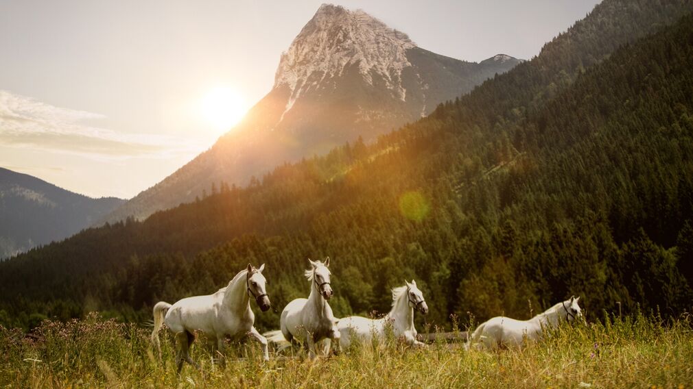 Edle Lipizzaner sind in den Stallungen des Posthotel Achenkirch zu Hause.