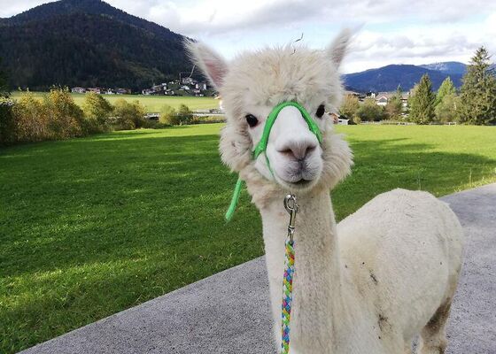 Gisela Gänseblümchen bei den Alpakas