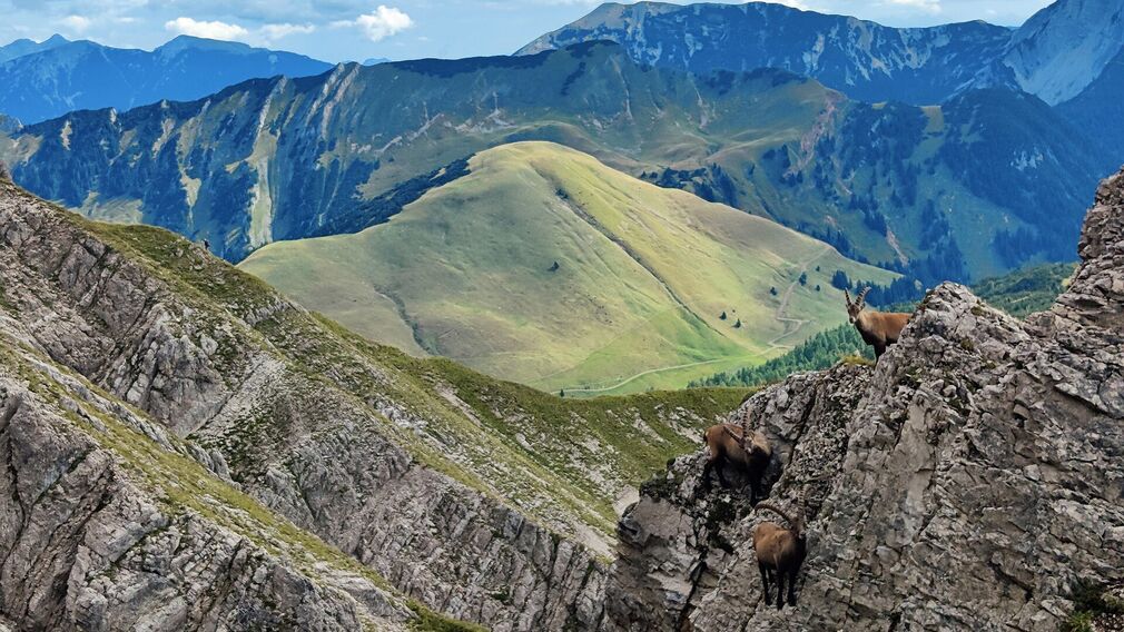 view from the top of the Montscheinspitze